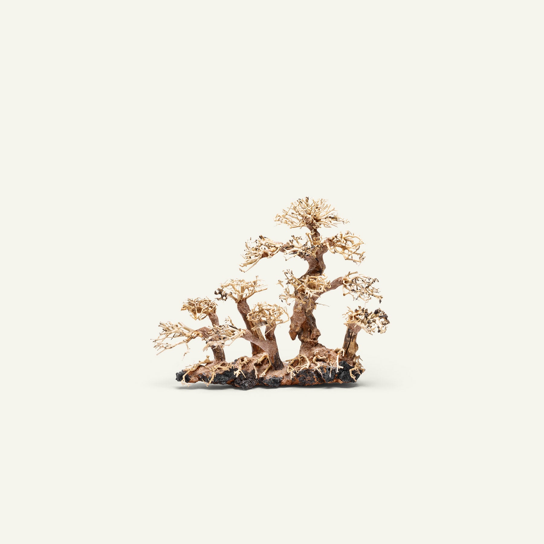 Premium Uns Bonsai 008 - Miniature Japanese Bonsai Tree for Home & Office Decor | Perfect Gift for Plant Lovers & Zen Garden Enthusiasts