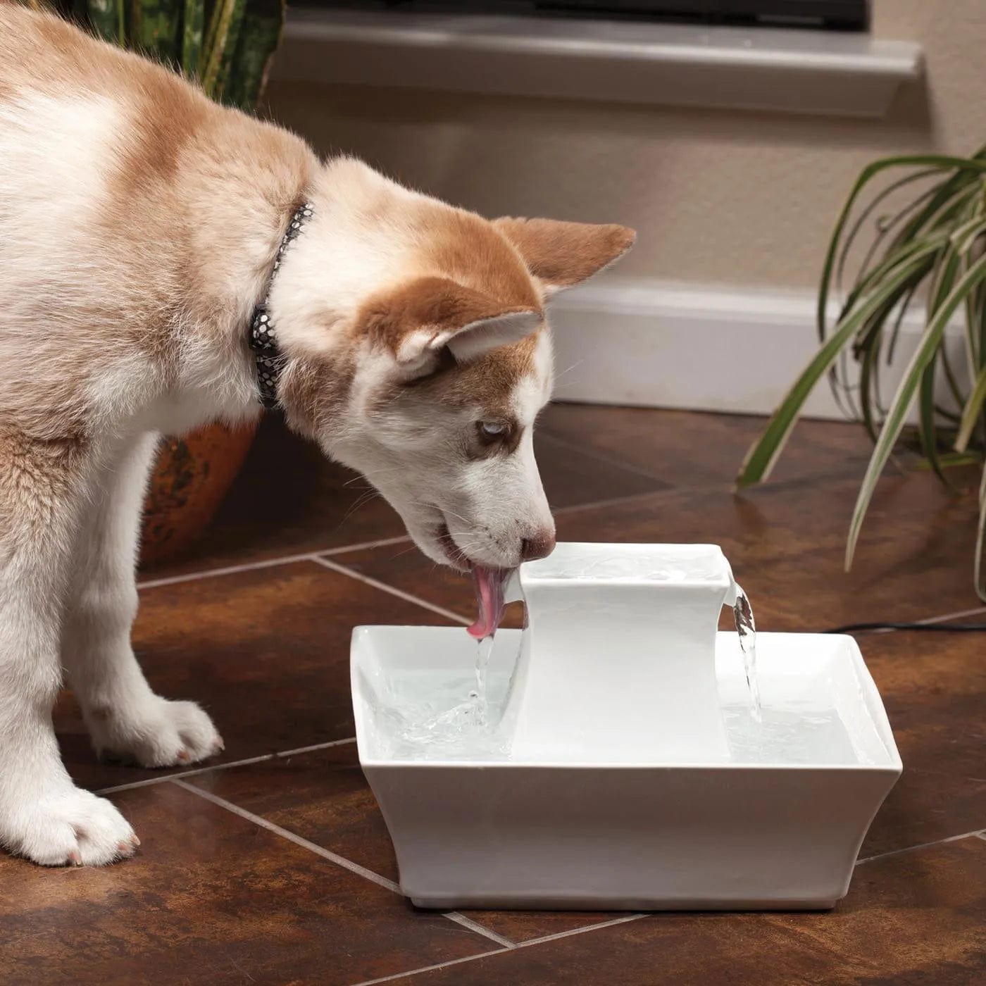 Premium Ceramic Dog Water Fountain with Filter - Keep Your Pet Hydrated for Home, Office & Outdoor Use