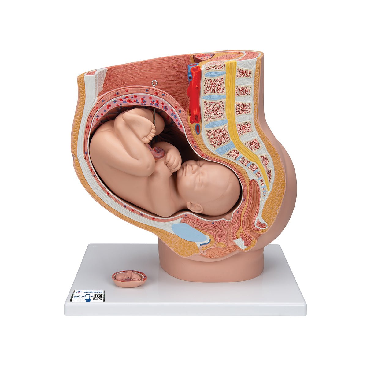 3-Part Deluxe Pregnancy Pelvis Model - Anatomical Educational Tool for Medical Students & Midwives | Ideal for Childbirth Education & Obstetric Training