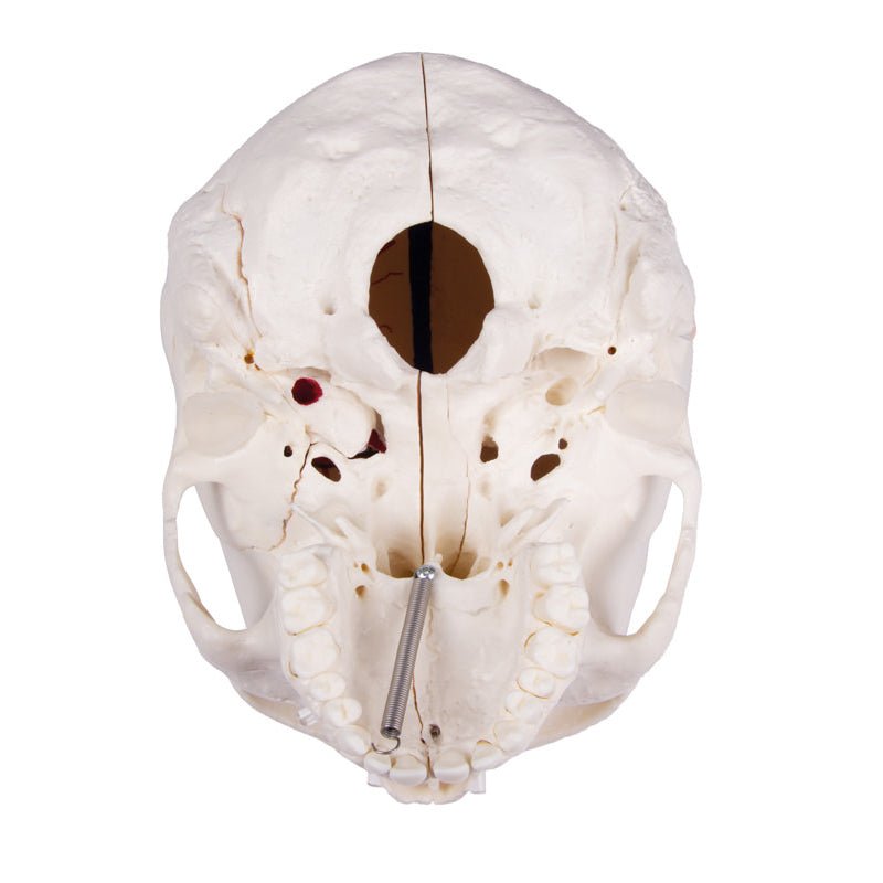 Premium 14-Part Deluxe Human Skull Model for Advanced Anatomy Studies - Ideal for Medical Students, Dentists & Science Classrooms