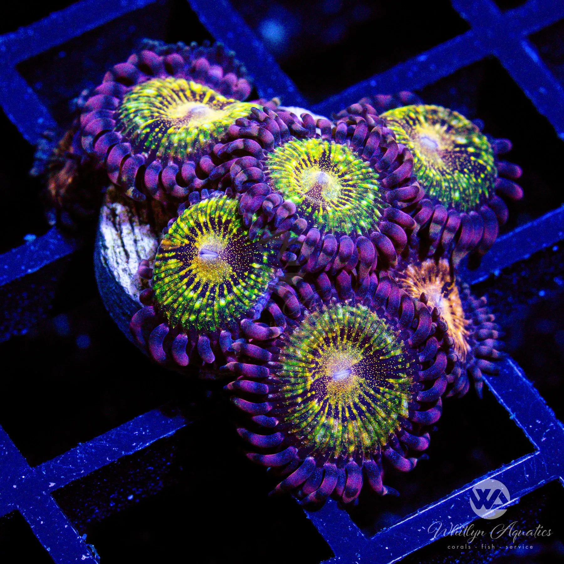 Pandora Zoanthid Coral (Aquacultured) - Vibrant Saltwater Reef Aquarium Coral for Marine Tanks & Nano Reefs