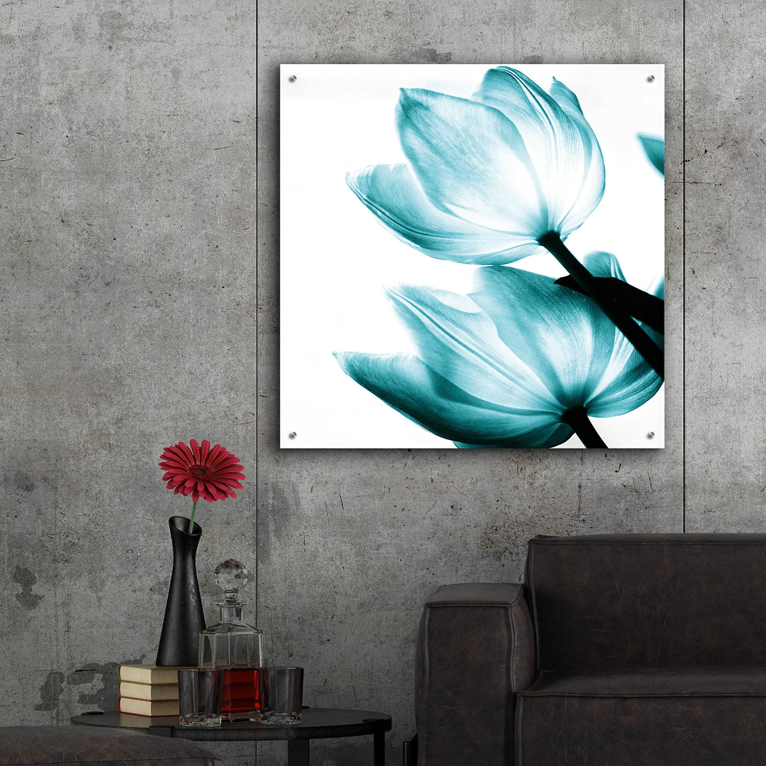 Debra Van Swearingen Translucent Tulips II Teal Acrylic Glass Wall Art - 36x36 Inches Modern Home Decor for Living Room, Bedroom & Office