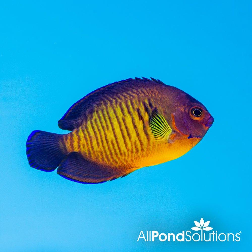 Coral Beauty Angelfish (Centropyge bispinosus) - Saltwater Aquarium Fish for Reef Tanks & Marine Aquascaping