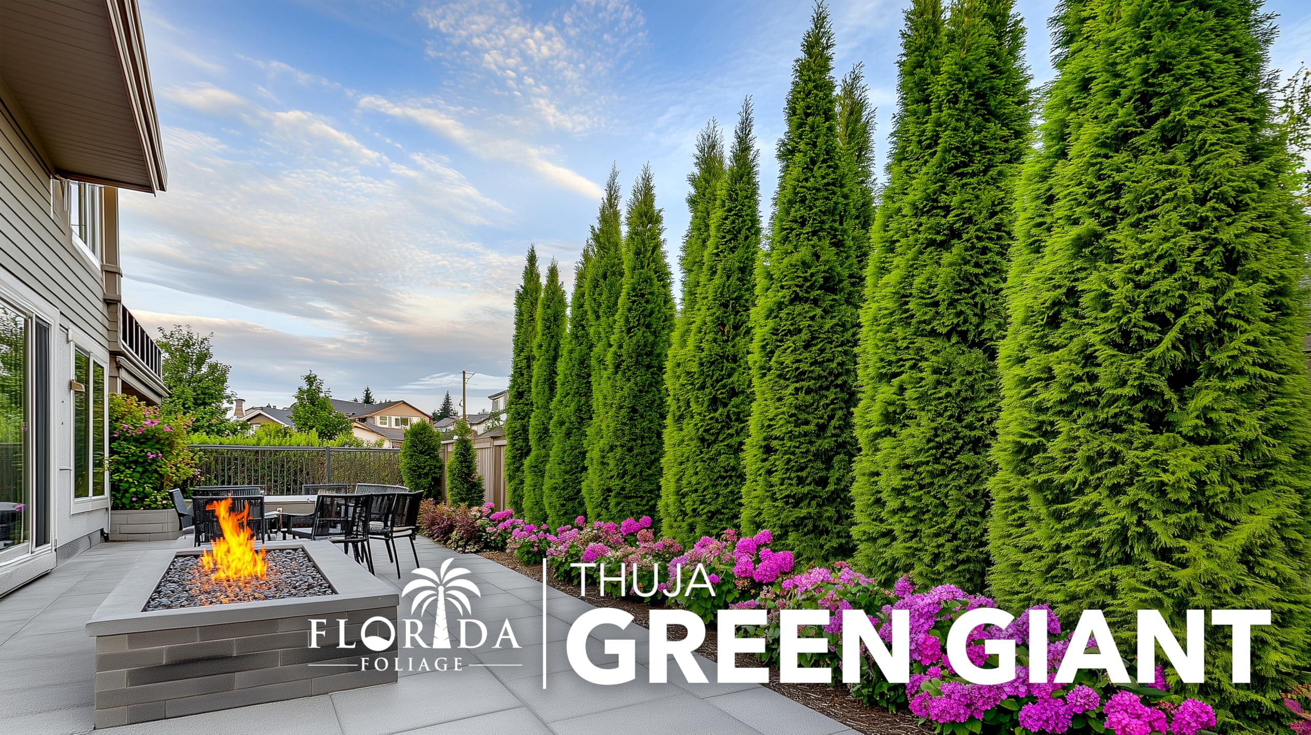 Thuja Green Giant Arborvitae Trees (3-Pack) - 2