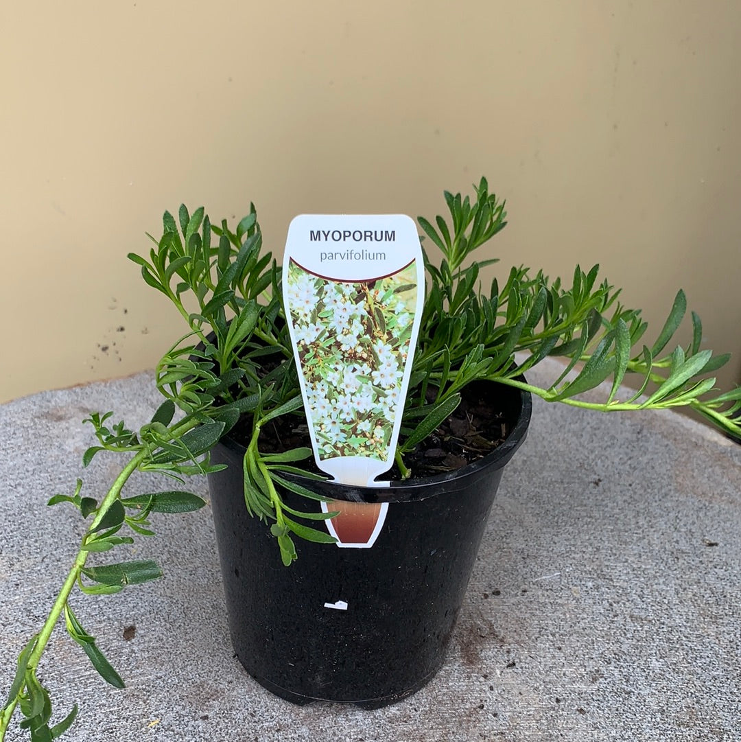 Myoporum Parvifolium Broad Leaf Form - Fast-Growing Ground Cover for Landscaping & Erosion Control