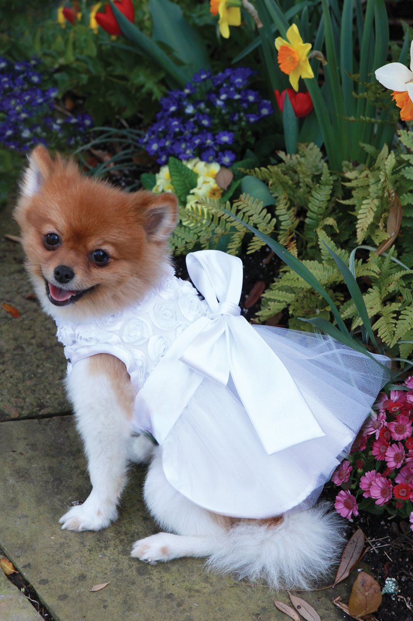 Bianca Rose Ribbon Dog Dress - Elegant Pet Dress for Small Dogs, Perfect for Parties, Weddings & Special Occasions