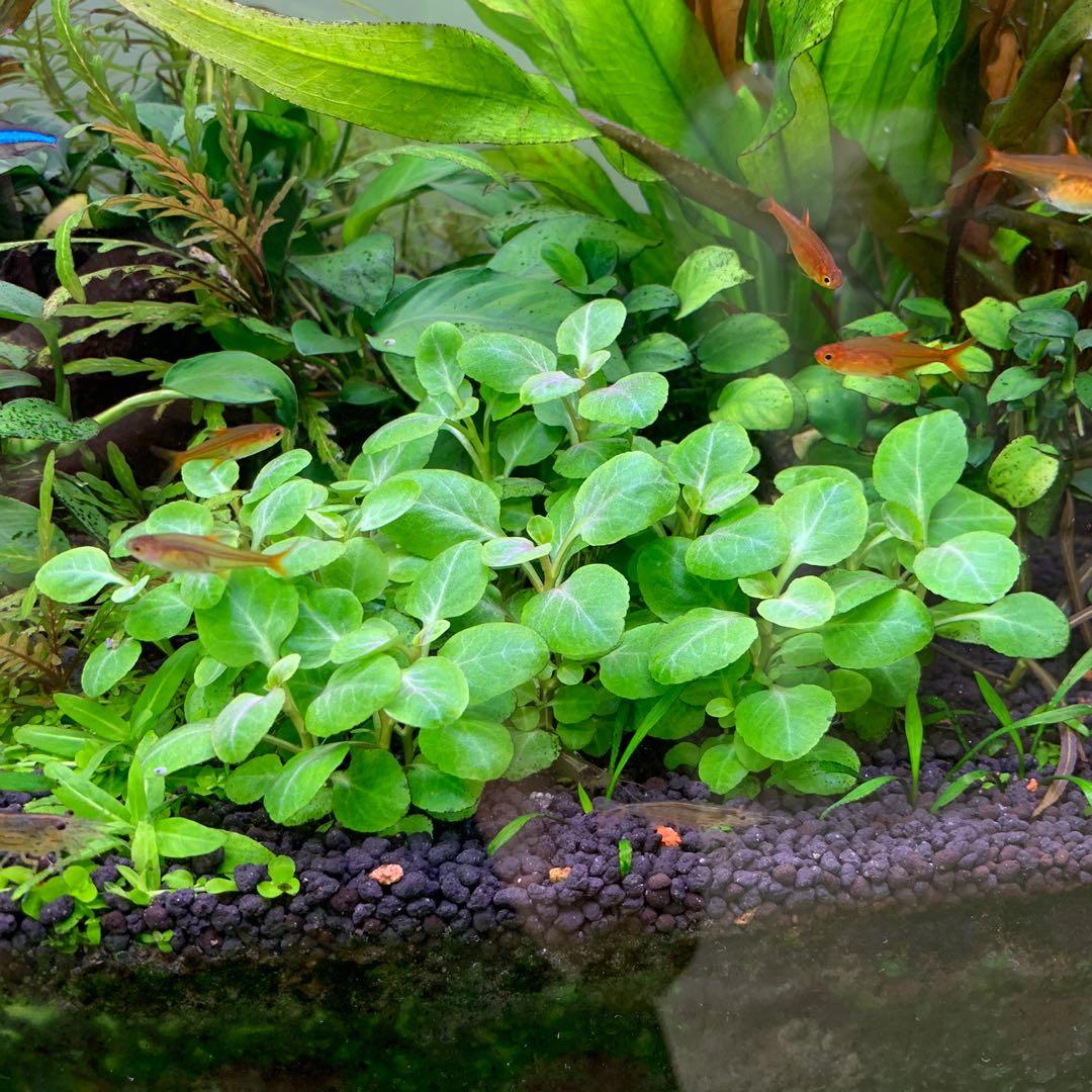 Dennerle Lobelia Cardinalis Mini Aquatic Plant for Freshwater Aquariums - Perfect for Foreground Planting and Nano Tanks