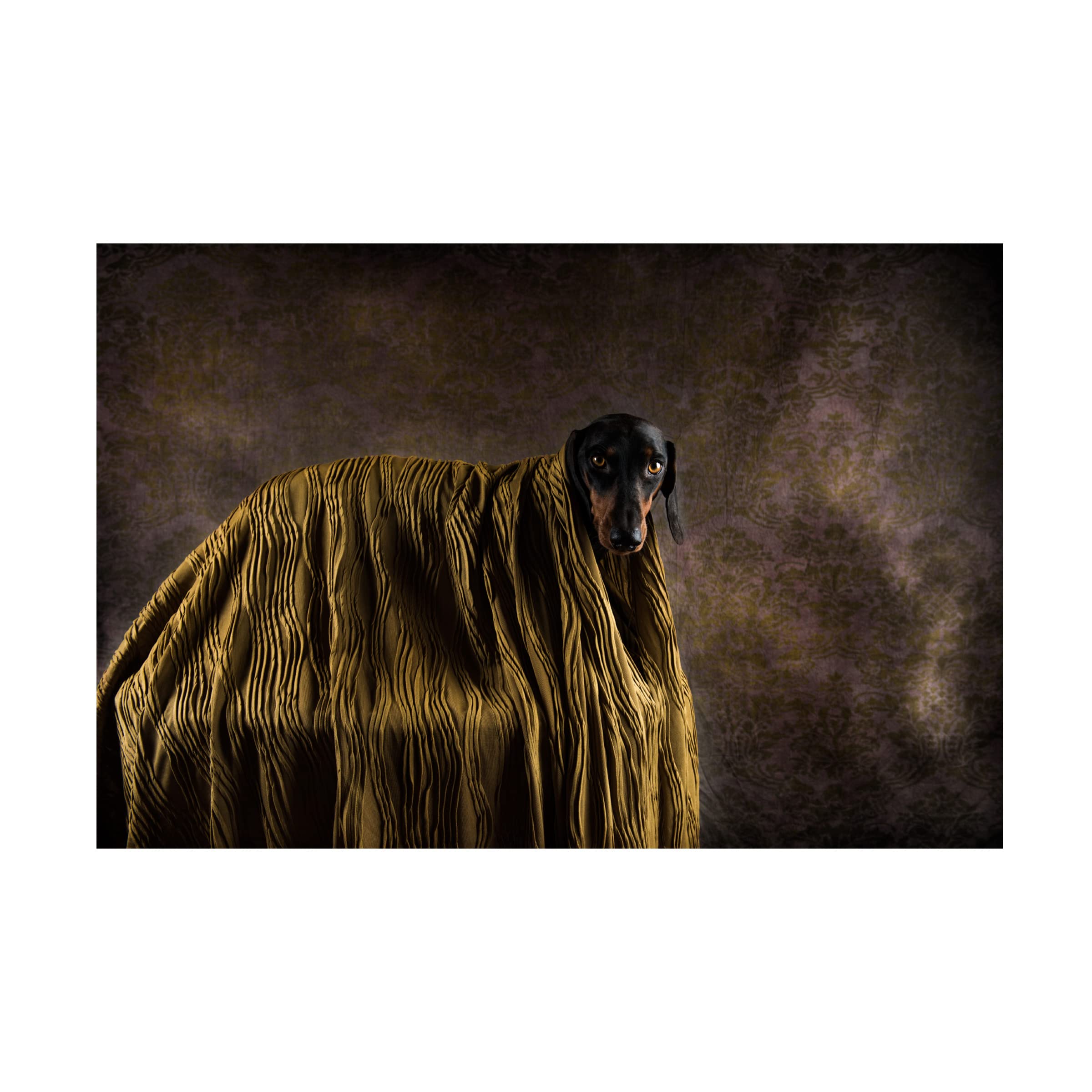 Trademark Fine Art 'Little Dandy' Canvas Wall Art by Heike Willers - Perfect for Living Room, Bedroom & Office Decor