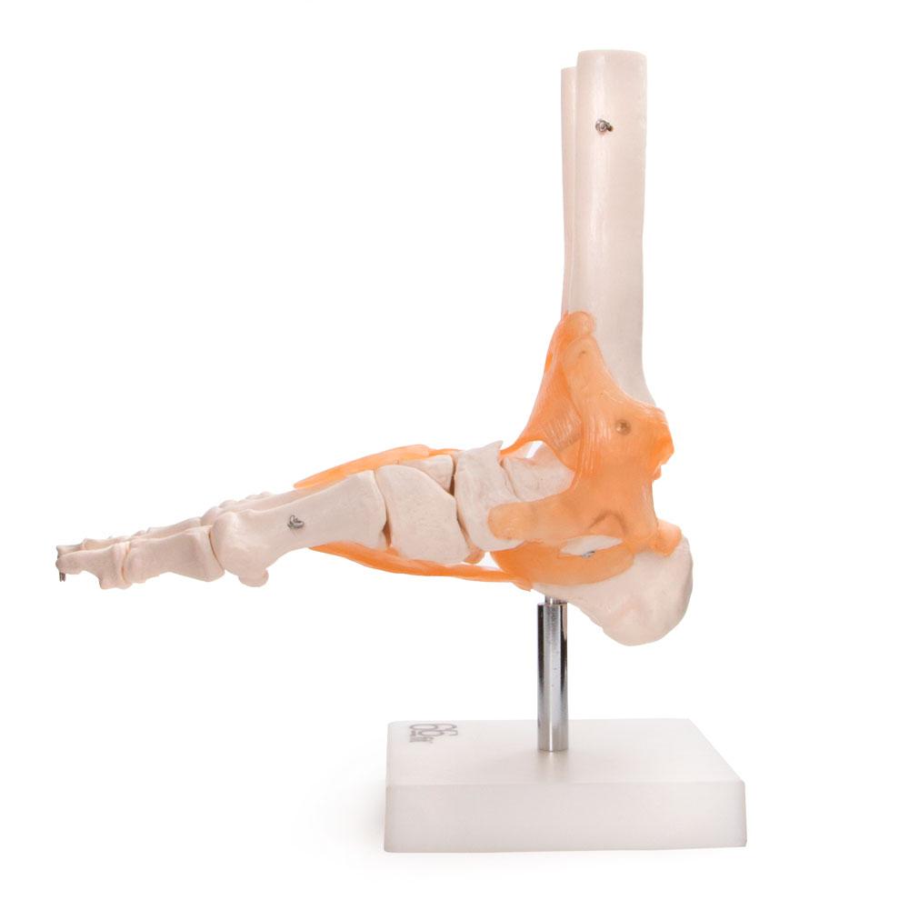 66Fit Foot Joint with Ligaments - Anatomical Model for Medical Students, Physical Therapists & Anatomy Study - Perfect for Classroom Demonstrations & Patient Education