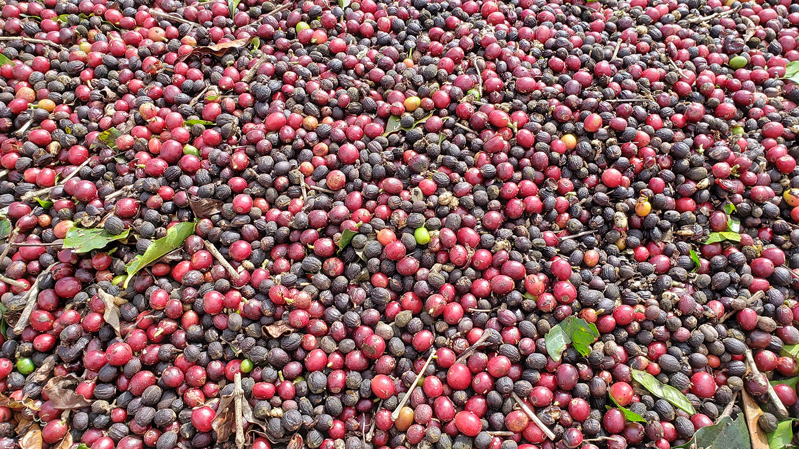 Premium Unroasted Brazilian Arabica Coffee Beans - Single Origin, Non-GMO, Direct Trade - 2 LB Bag for Home Roasting - Perfect for Espresso, French Press & Cold Brew