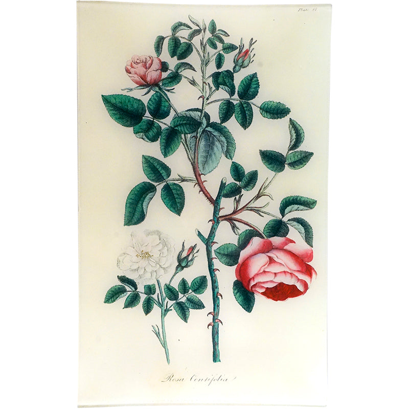 Cabbage Rose (Rosa Centifolia) - History, Care Tips & Fragrant Blooms | Perfect for Gardens, Bouquets & Aromatherapy