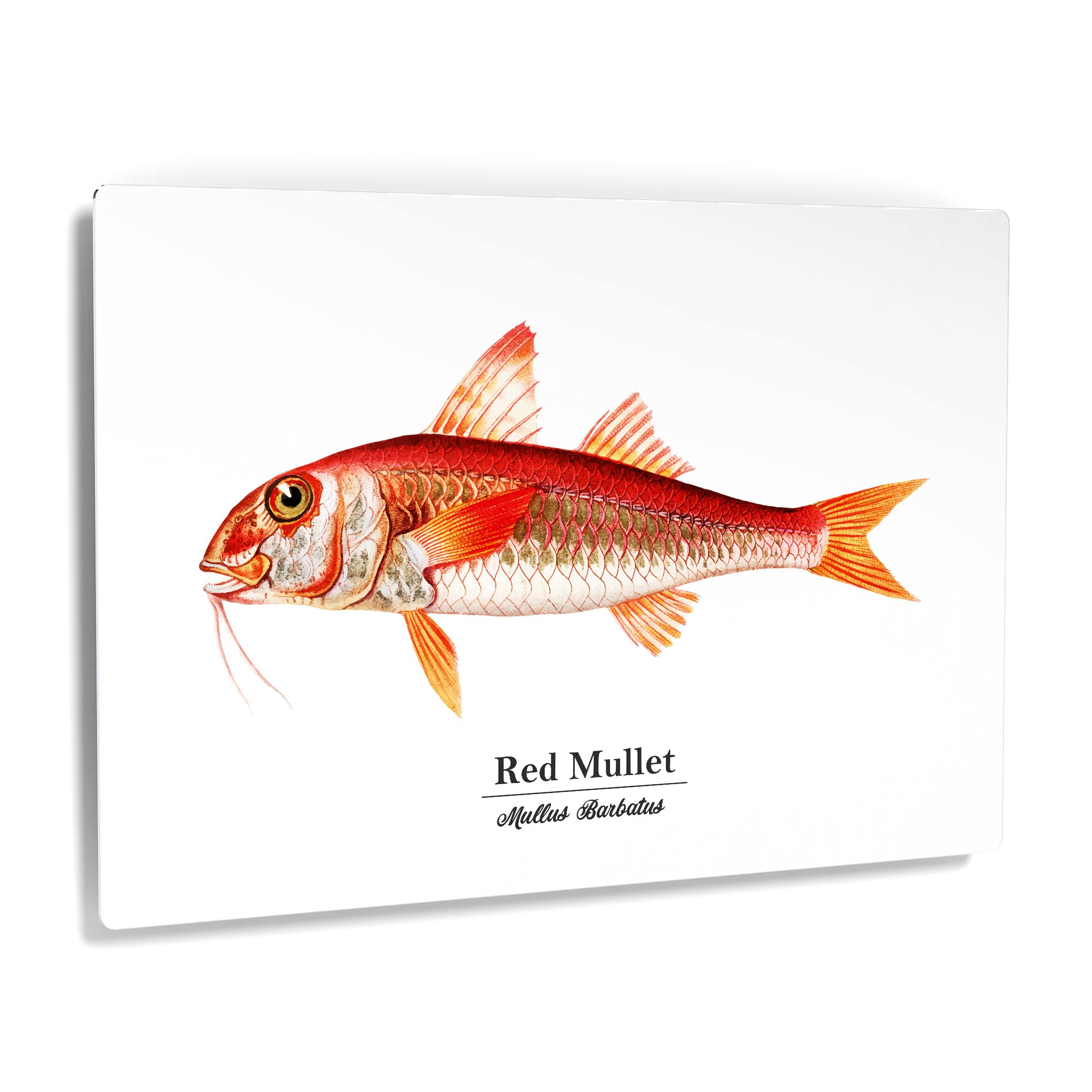 Smile Art Design Red Mullet Mullus Barbatus Fish Metal Wall Art Print - Ocean Marine Animal Painting for Coastal Decor, Living Room, Bedroom & Kids Room - Nautical Fishing Theme Home Decor - Made in USA 24x36