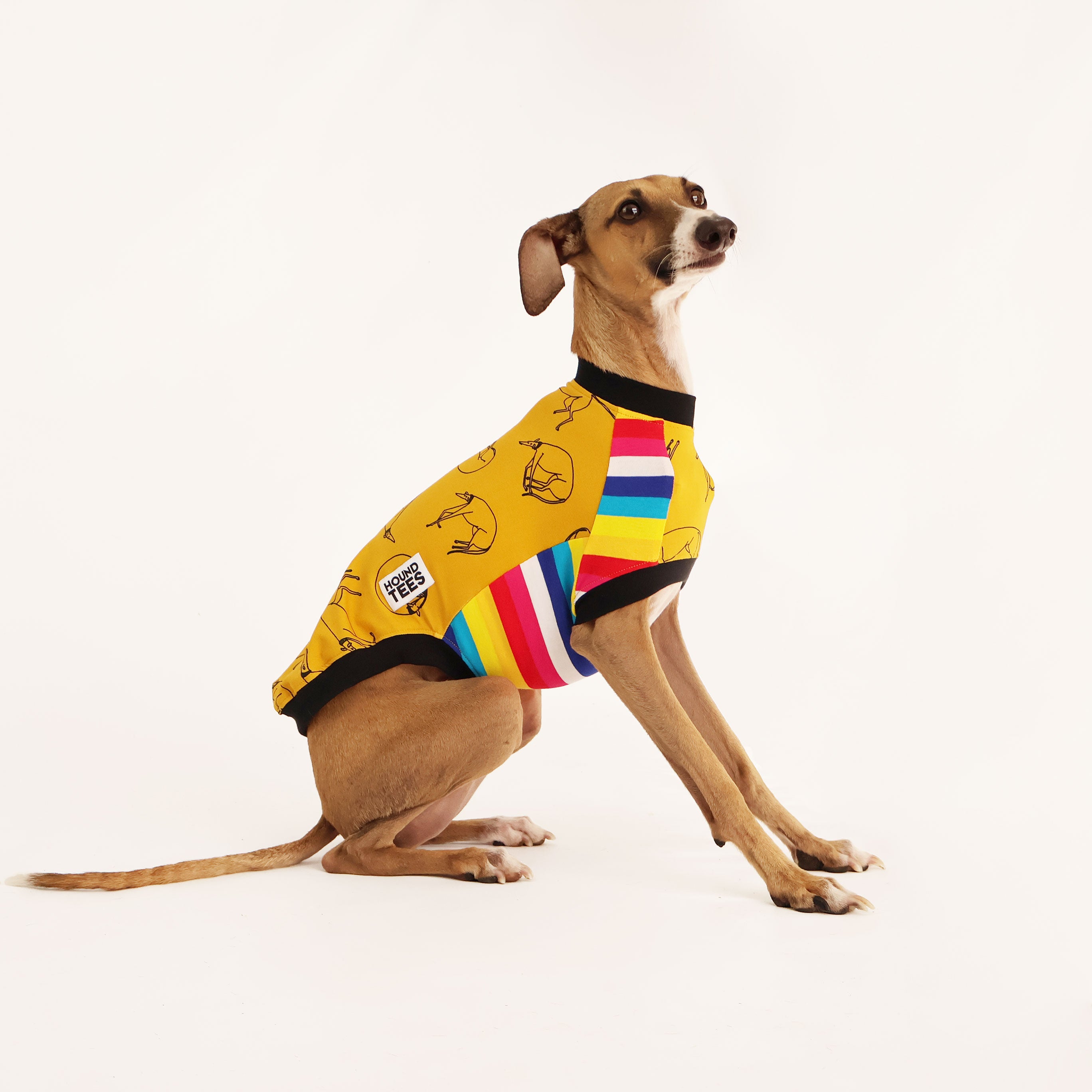 Harriet's Hounds Italian Greyhound Sleeveless Dog T-Shirt - Comfortable Breathable Pet Apparel for Small Dogs - Perfect for Walks, Playtime & Photo Shoots