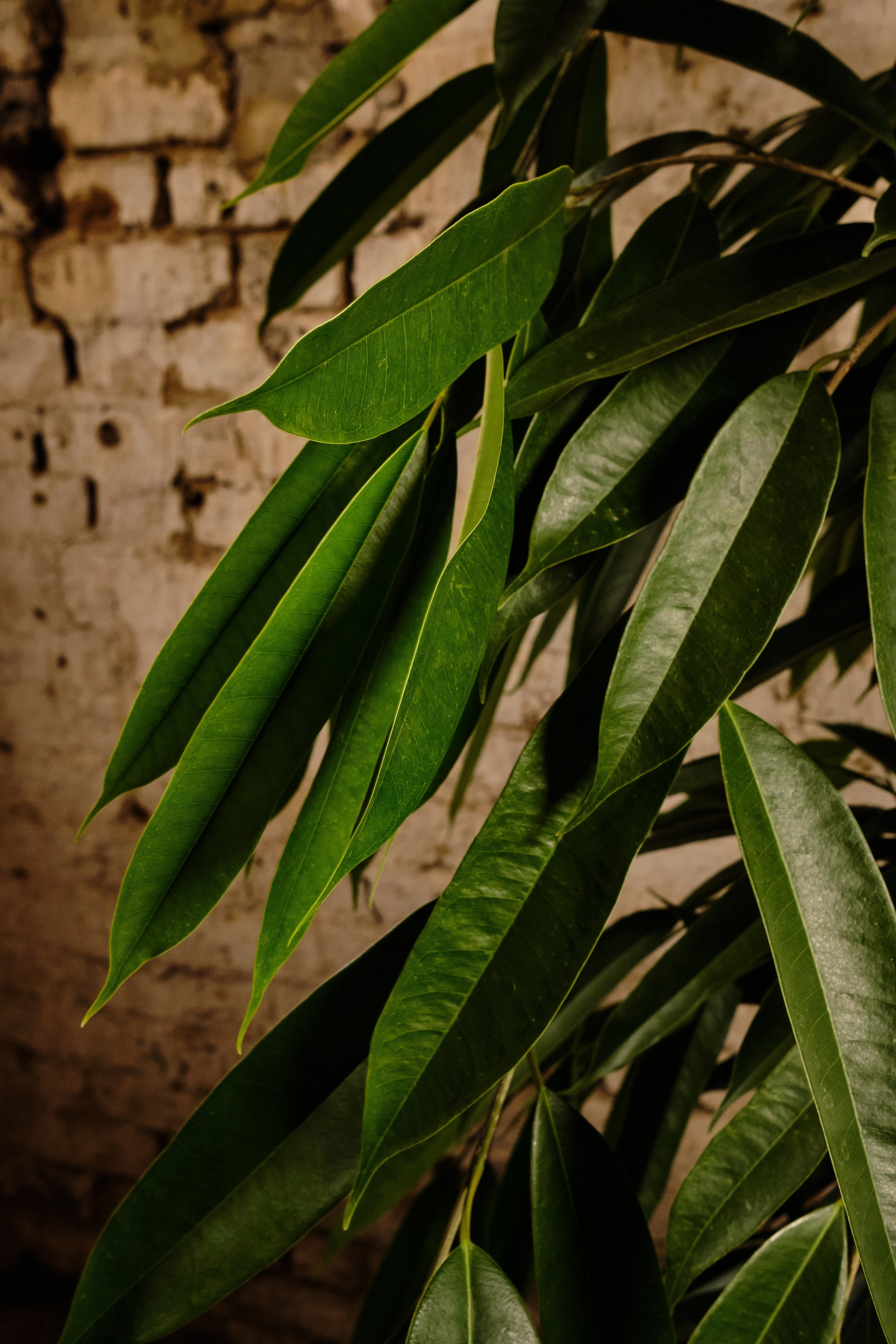Ficus Alii Plant - Live Indoor Tree for Home & Office Decor | Easy Care Houseplant | Perfect for Living Room, Bedroom, or Workspace | Local Delivery & Click & Collect Available