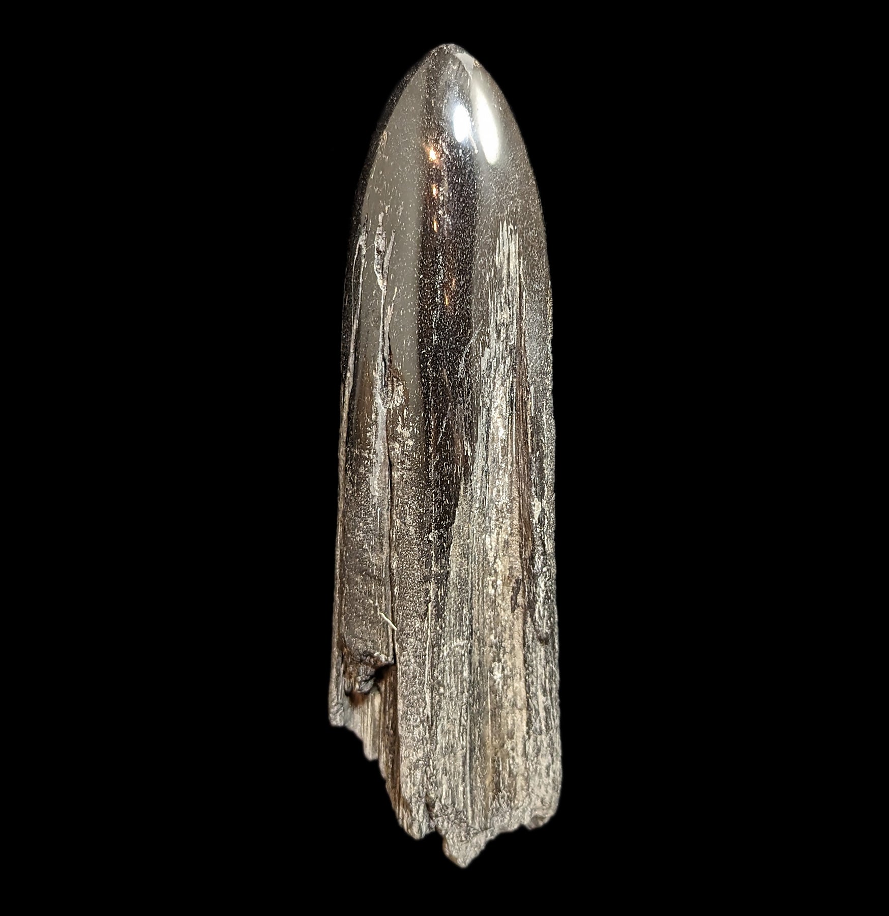 Authentic Fossilized Swordfish Rostrum Specimen #8 - Rare Marine Fossil Collectible for Home Decor, Office Display & Educational Use
