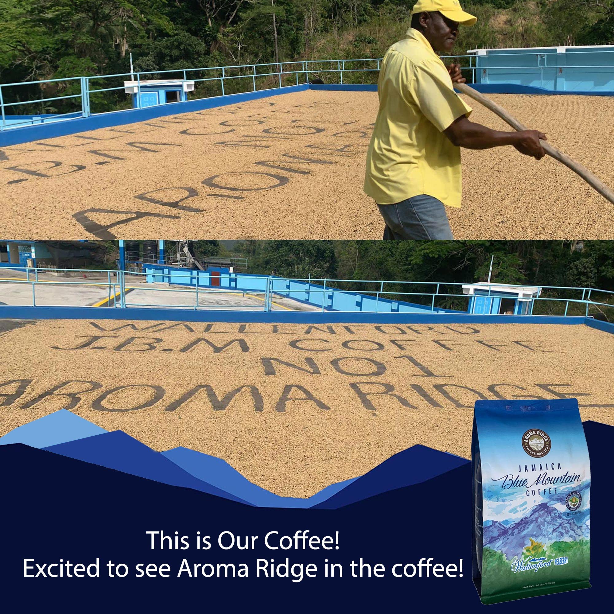 Premium Jamaica Blue Mountain Coffee - 100% Authentic Whole Bean, Medium Roast, Grade 1 Certified | Smooth Milk Chocolate Notes | Perfect for Home Brewing, Office Use & Gourmet Gifting | Aroma Ridge 1 LB Pack
