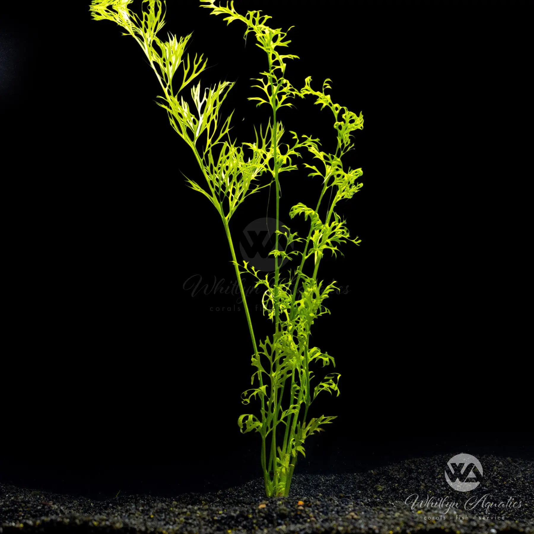 Lace Leaf Water Sprite (Ceratopteris thalictroides) - Fast Growing Aquarium Plant for Fish Tanks & Aquatic Gardens | Perfect for Beginners & Natural Aquascaping