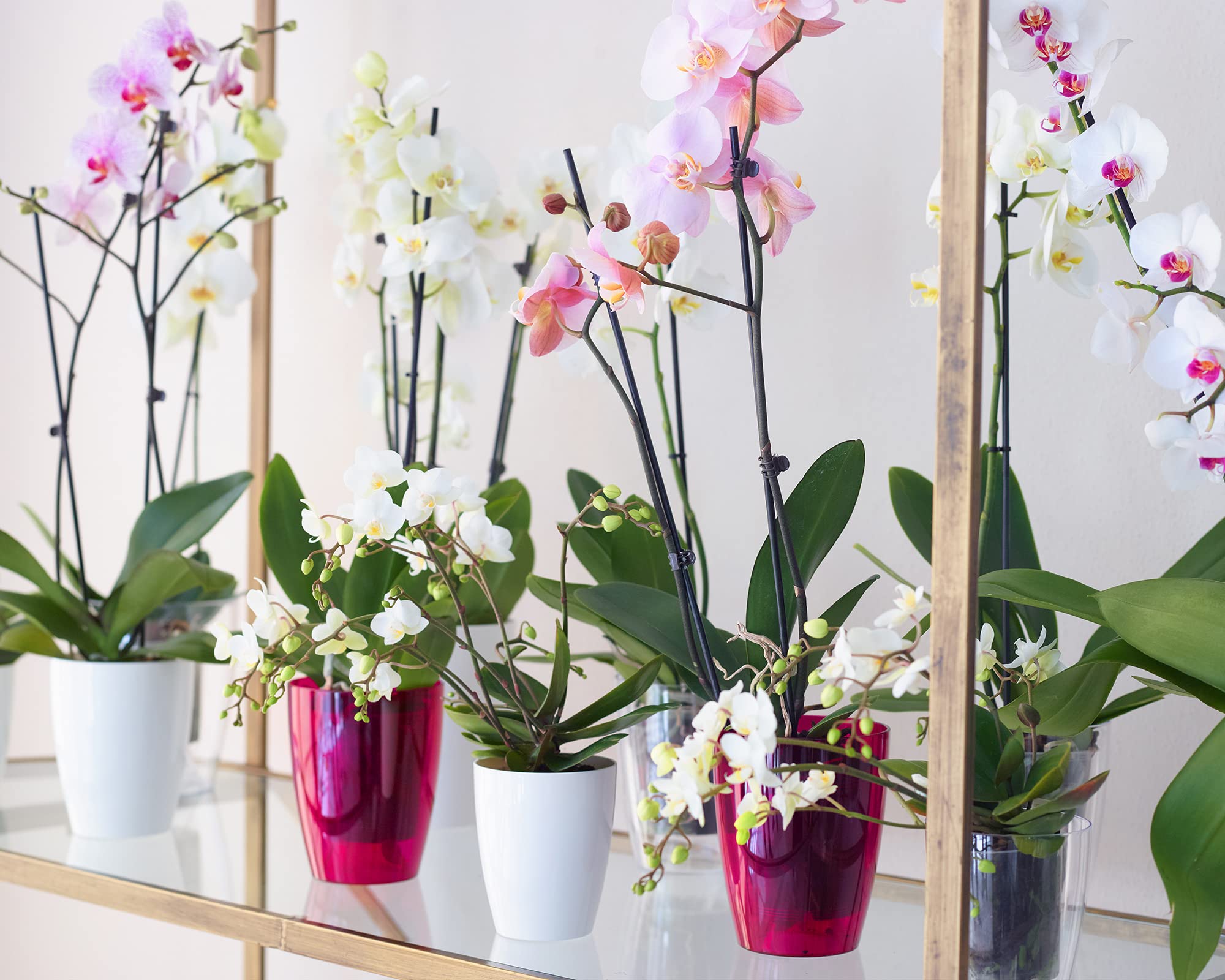Fiji Orchid Pot 12.5 cm White - Ceramic Flower Plant Container for Orchids, Succulents & Houseplants - Perfect for Home, Office & Garden Decor