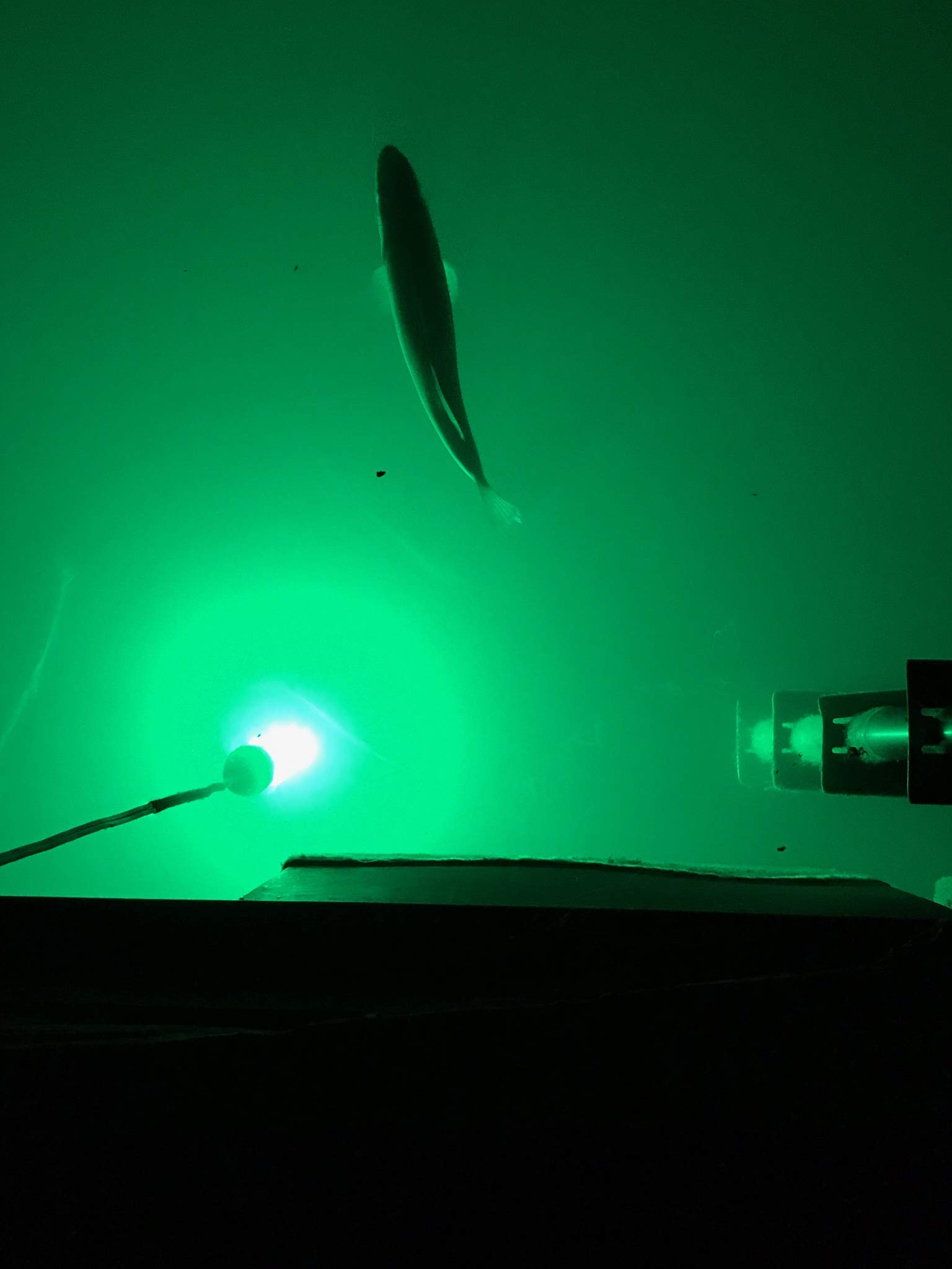 Underwater Fishing Lights - 300 Green LED Crappie Light with 15,000 Lumens | Fish Attractor & Boat Lights | 25ft Cord with Battery Clamps | Submersible Dock Light 12V DC for Night Fishing in Lakes, Ponds & Rivers