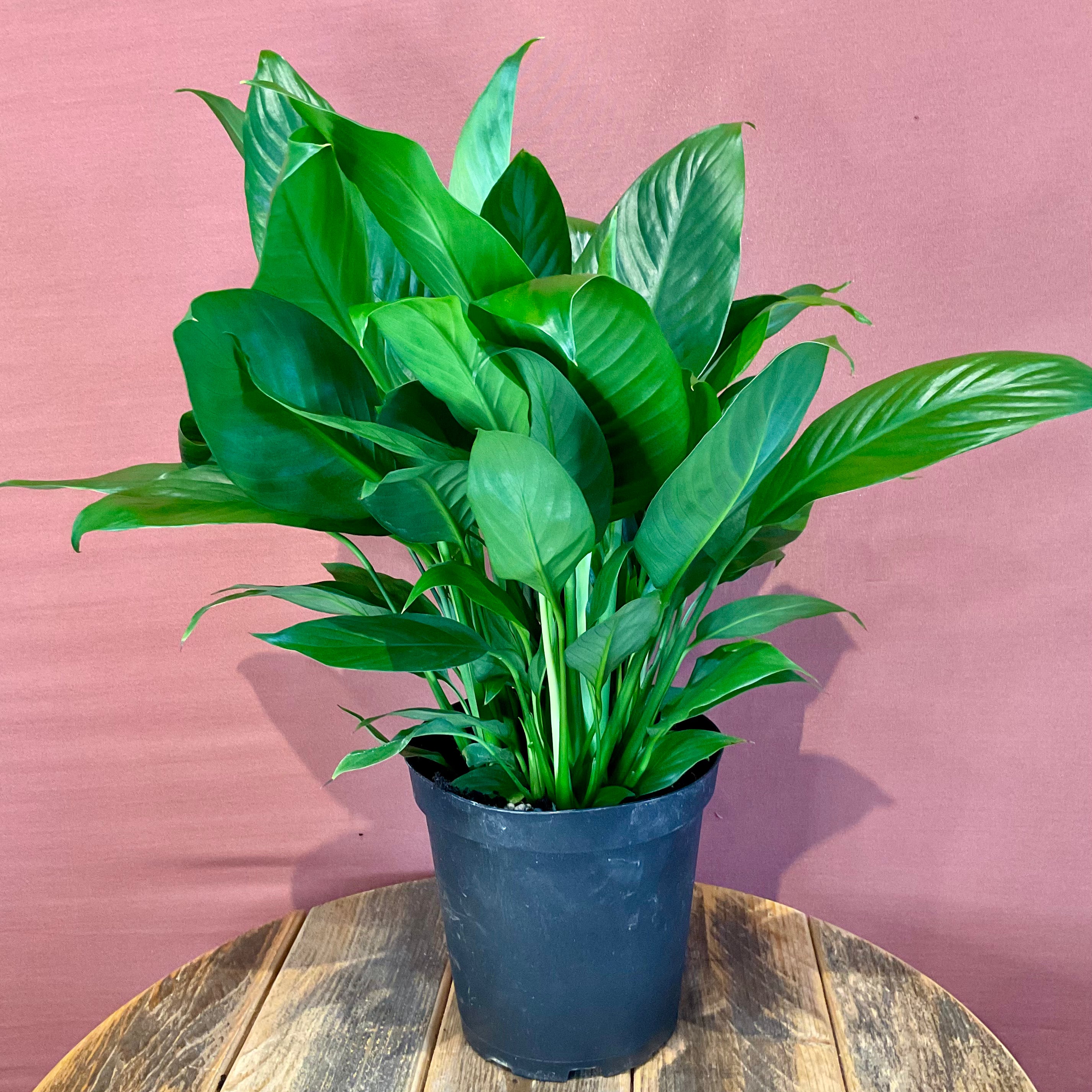 Peace Lily Plant - Medium Size - Perfect for Home & Office Decor - Air-Purifying Indoor Houseplant for Living Room, Bedroom, or Workspace