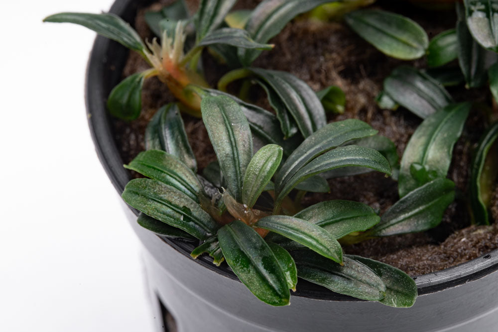 Bucephalandra Boyan Mini Narrow - Rare Aquatic Plant for Aquascaping & Fish Tanks - Perfect for Nano Tanks, Aquariums, and Aquatic Gardens