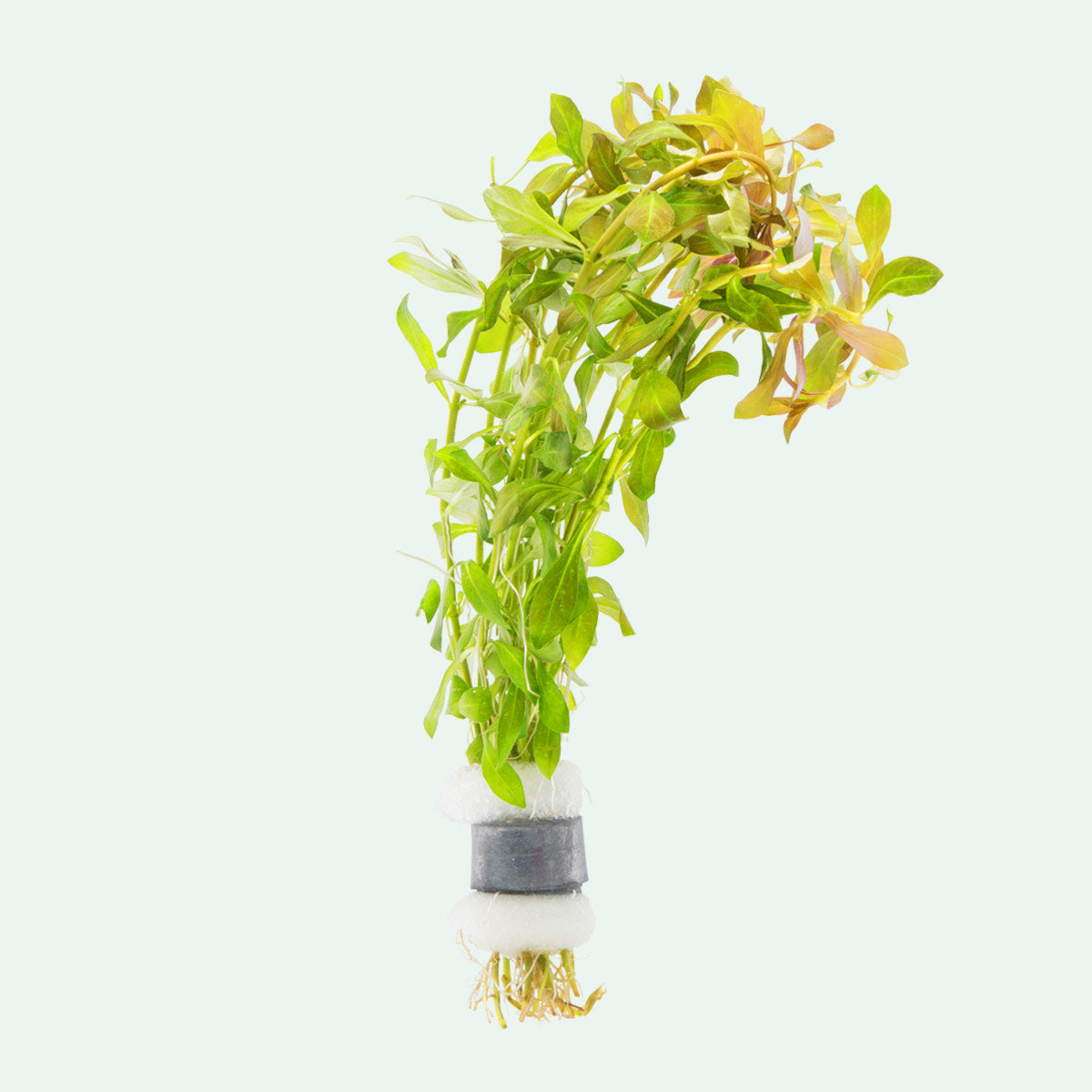 Ludwigia Palustris Aquatic Plant for Aquariums - Red Stem Live Plant for Fish Tanks, Ponds & Water Gardens - Perfect for Aquascaping and Natural Habitat Decoration