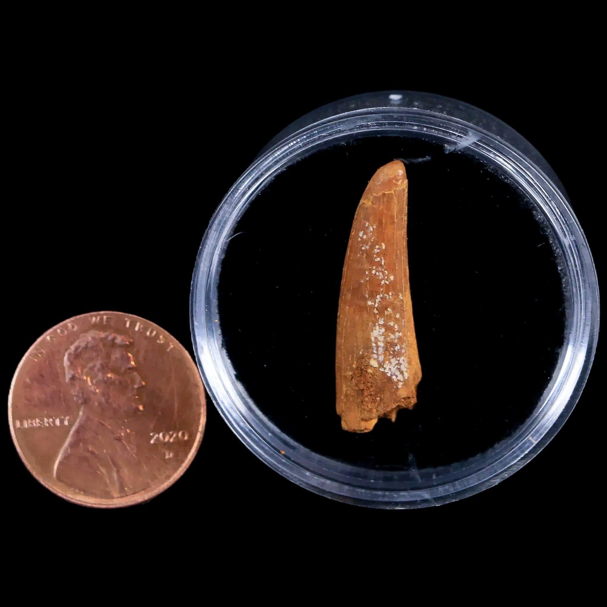 Authentic Pterosaur Coloborhynchus Fossil Tooth - Upper Cretaceous Period - Morocco - Includes COA & Display Case - Perfect for Paleontology Collectors & Home Decor