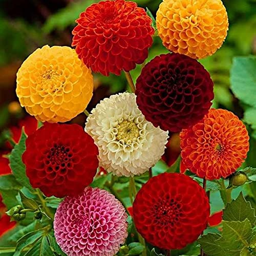 Dahlia Pompon Ball Mix Seeds - Non-GMO Beautiful Annual Flowers for Garden Planting | Perfect for Hanging Baskets, Borders & Cut Flower Arrangements