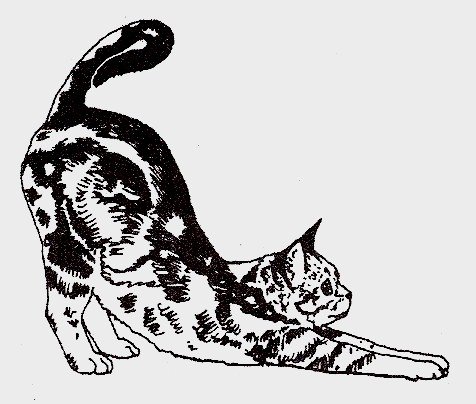 American Short Hair Cat Rubber Stamp - Handmade Pet Lover Gift for Scrapbooking, Card Making & DIY Crafts
