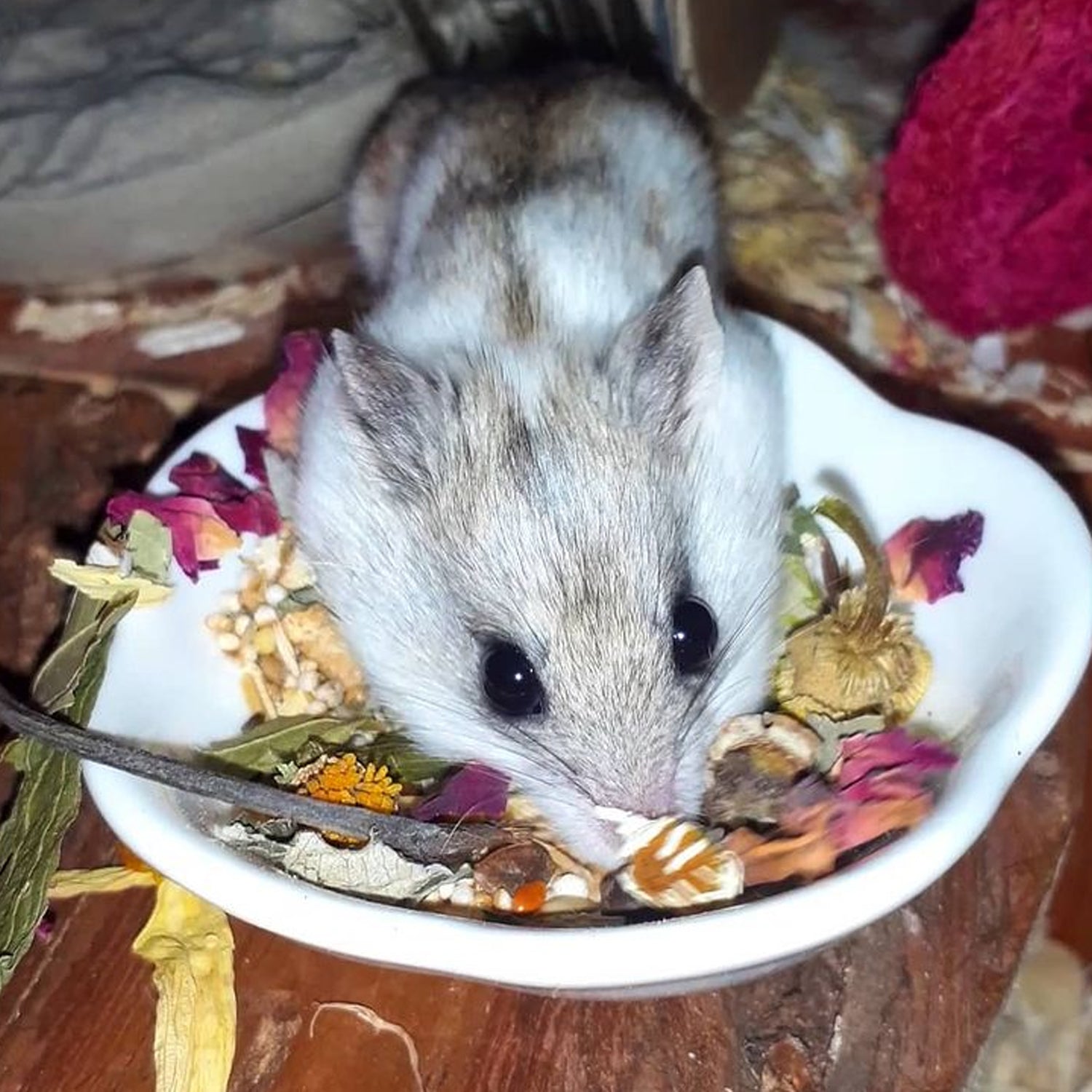 Premium Chinchilla Treat Sampler - Natural, Healthy Snacks for Small Pets - Perfect for Training, Bonding & Rewarding Your Furry Friend at Home or Travel