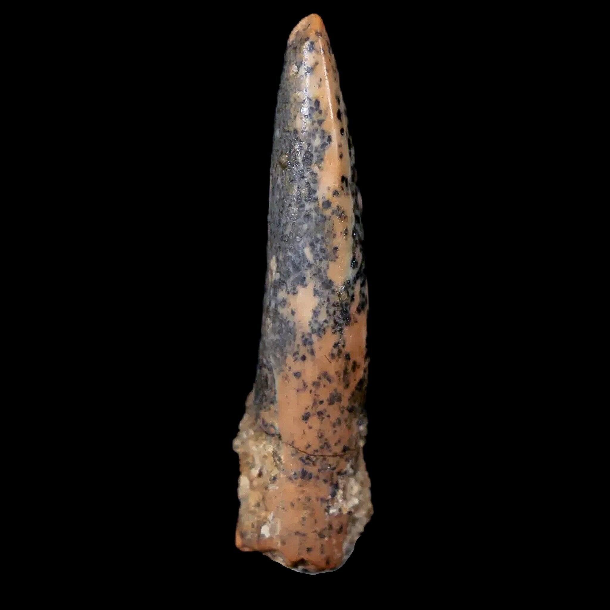 Authentic Pterosaur Coloborhynchus Fossil Tooth - Upper Cretaceous Era - Morocco Origin - Includes COA & Display Case - Perfect for Paleontology Collectors, Museum Displays & Educational Use