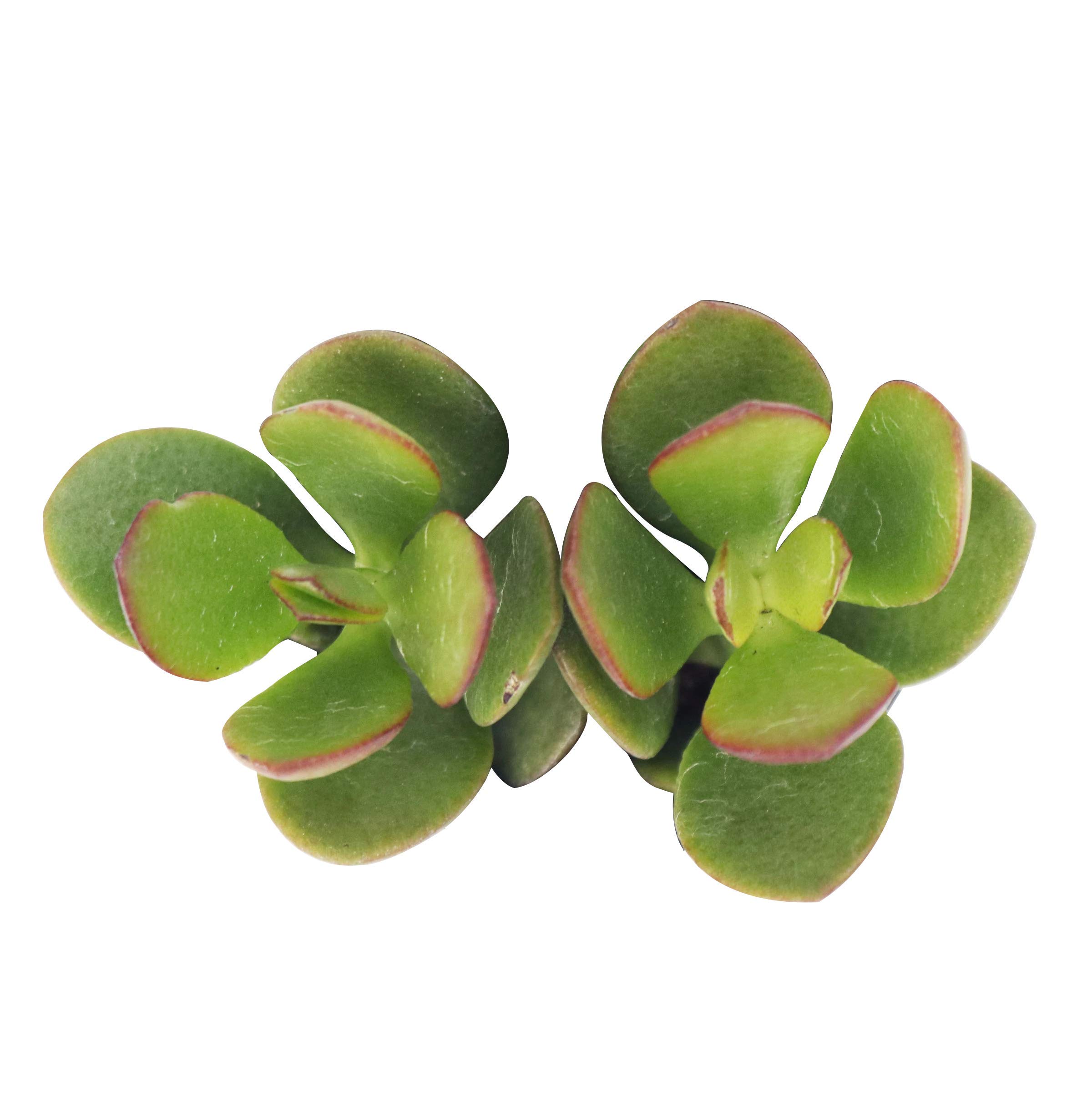 2 Inch Crassula Ovata Obliqua Jade Plant - Colorful Succulent Lucky Money Tree for Home, Office, Feng Shui Decor | Perfect for Desk Decor, Housewarming Gifts & Indoor Gardening