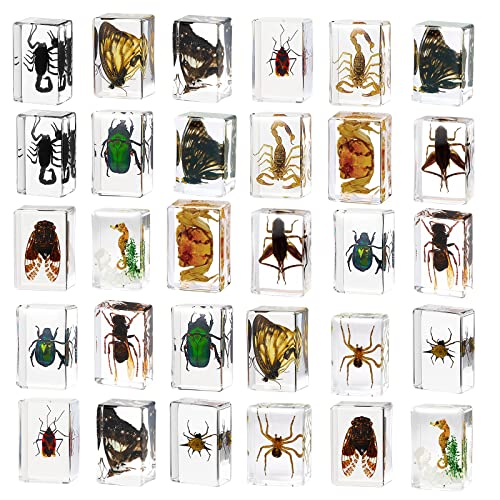 30 Real Insects in Resin - Educational Bug Specimen Collection for Kids, Science Teachers & Biology Enthusiasts - Unique Paperweights & Display Supplies for Classroom, Office & Home Decor