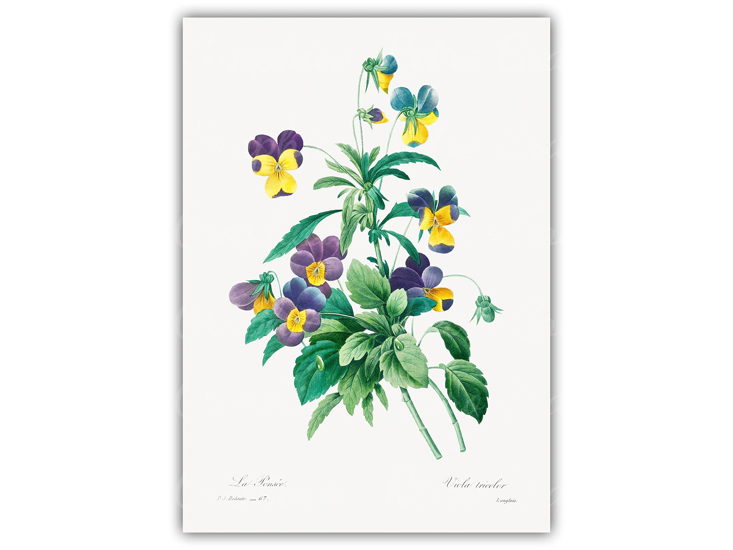Loyience Printable Wild Pansy Flower Wall Art Poster - 12x16 Inch Frameless Botanical Print for Home Decor, Living Room & Dining Room - Perfect for Modern Interior Design & Housewarming Gifts