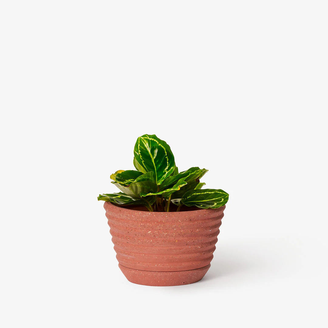 Racine Planter - Premium Indoor/Outdoor Plant Pots for Home & Garden Decor - Perfect for Succulents, Herbs, and Flowers