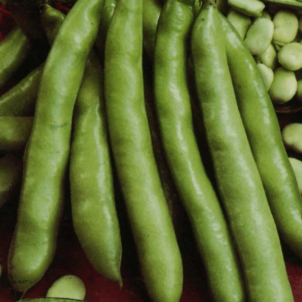 Organic Broad Bean Seeds (Coles) - Non-GMO, High Yield - Perfect for Home Gardening, Cooking & Healthy Snacks