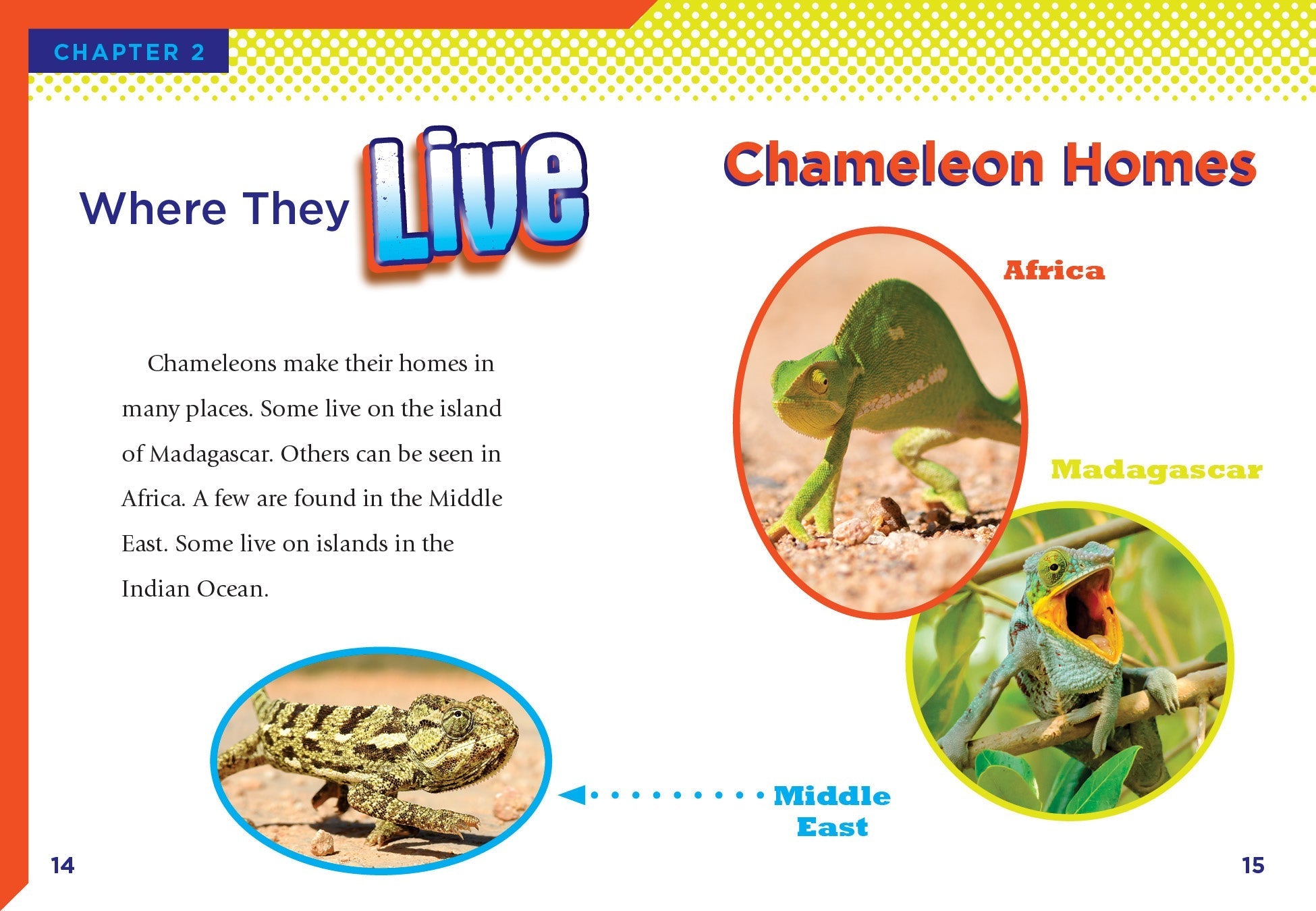 Chameleons Book - 9781623106416 - Learn About Chameleons for Kids & Adults - Perfect for School Projects & Animal Lovers