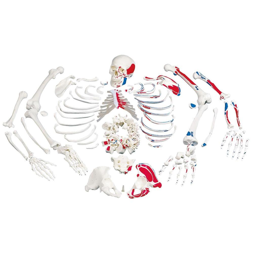 Disarticulated Human Skeleton Model with Painted Muscles - Perfect for Medical Education, Anatomy Study & Classroom Demonstration