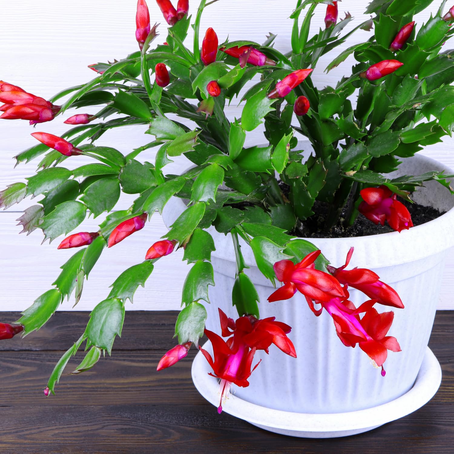 Christmas Cactus Plant - Live Indoor Cactus Tree in 4