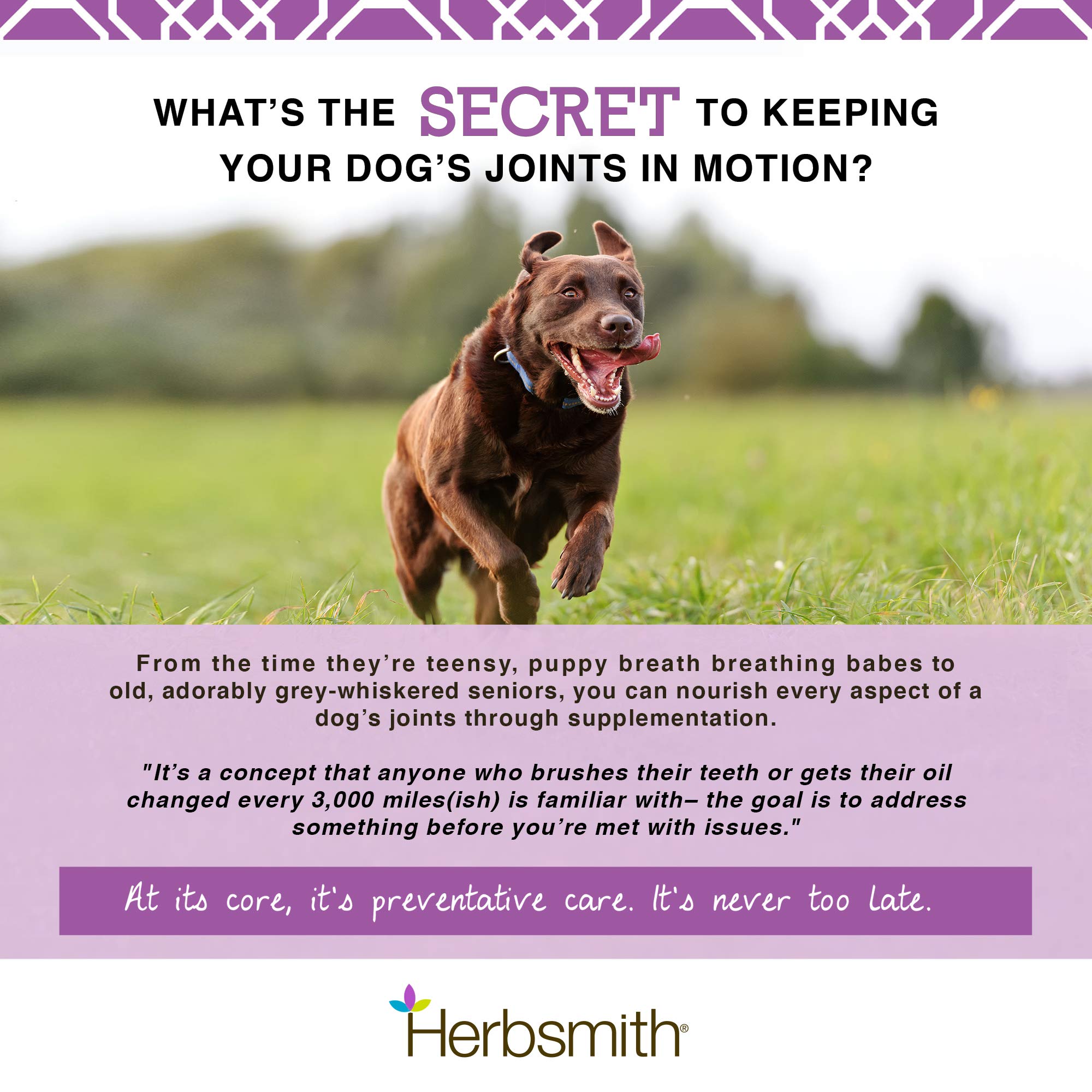 Herbsmith Sound Dog Viscosity - Advanced Joint Support Chews for Dogs with Glucosamine, Chondroitin & MSM - Vet Recommended Supplement for Hip & Joint Pain Relief - 120 Large Soft Chews for Senior Dogs & Active Pets - Perfect for Daily Mobility Support & Arthritis Care