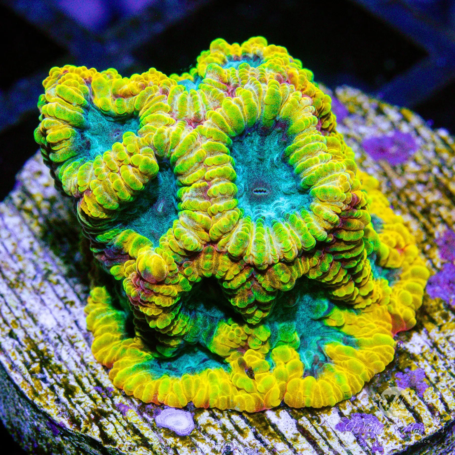 B46 Favia of the Gods WYSIWYG Coral for Saltwater Aquarium - Perfect for Reef Tanks and Marine Aquascaping