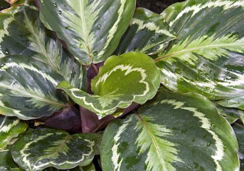 Calathea Medallion Prayer Plant - 4 Inch Live Houseplant for Home & Office Decor - Easy Care Indoor Plant for Low Light Spaces