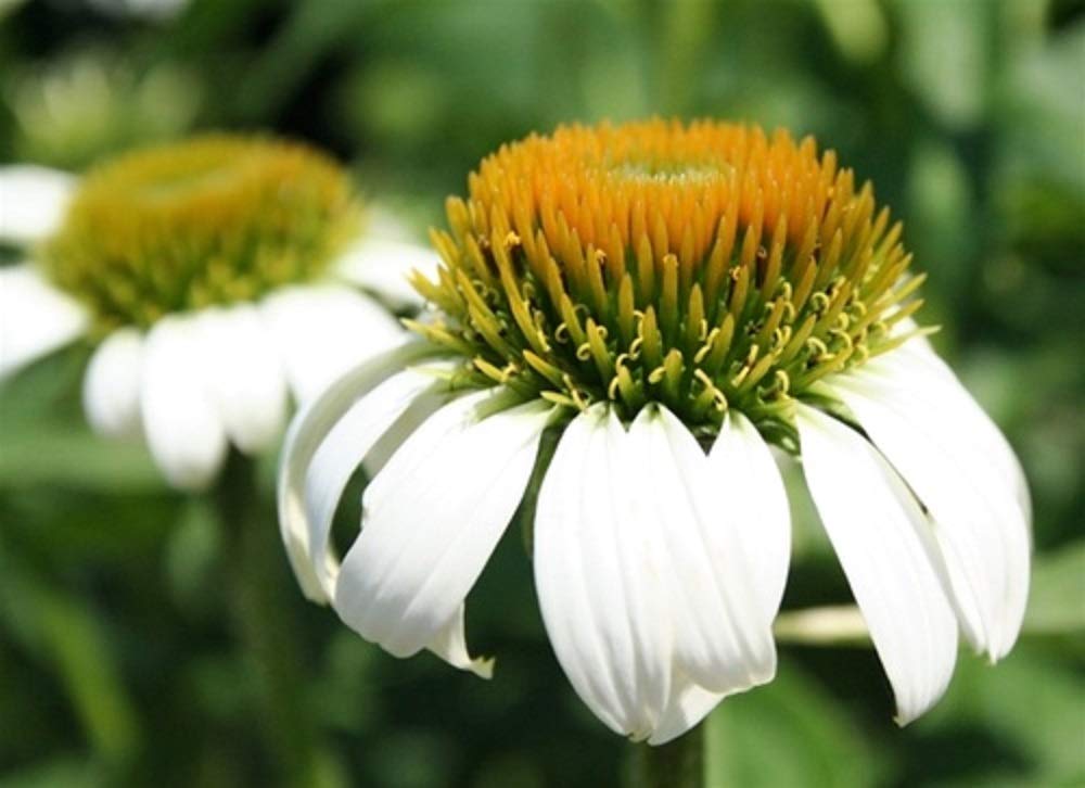 100 German Chamomile Seeds for Planting - Cool Beans N Sprouts Brand | Organic Herbal Tea Garden Kit | Home Gardening, Indoor/Outdoor Planting, DIY Herb Garden