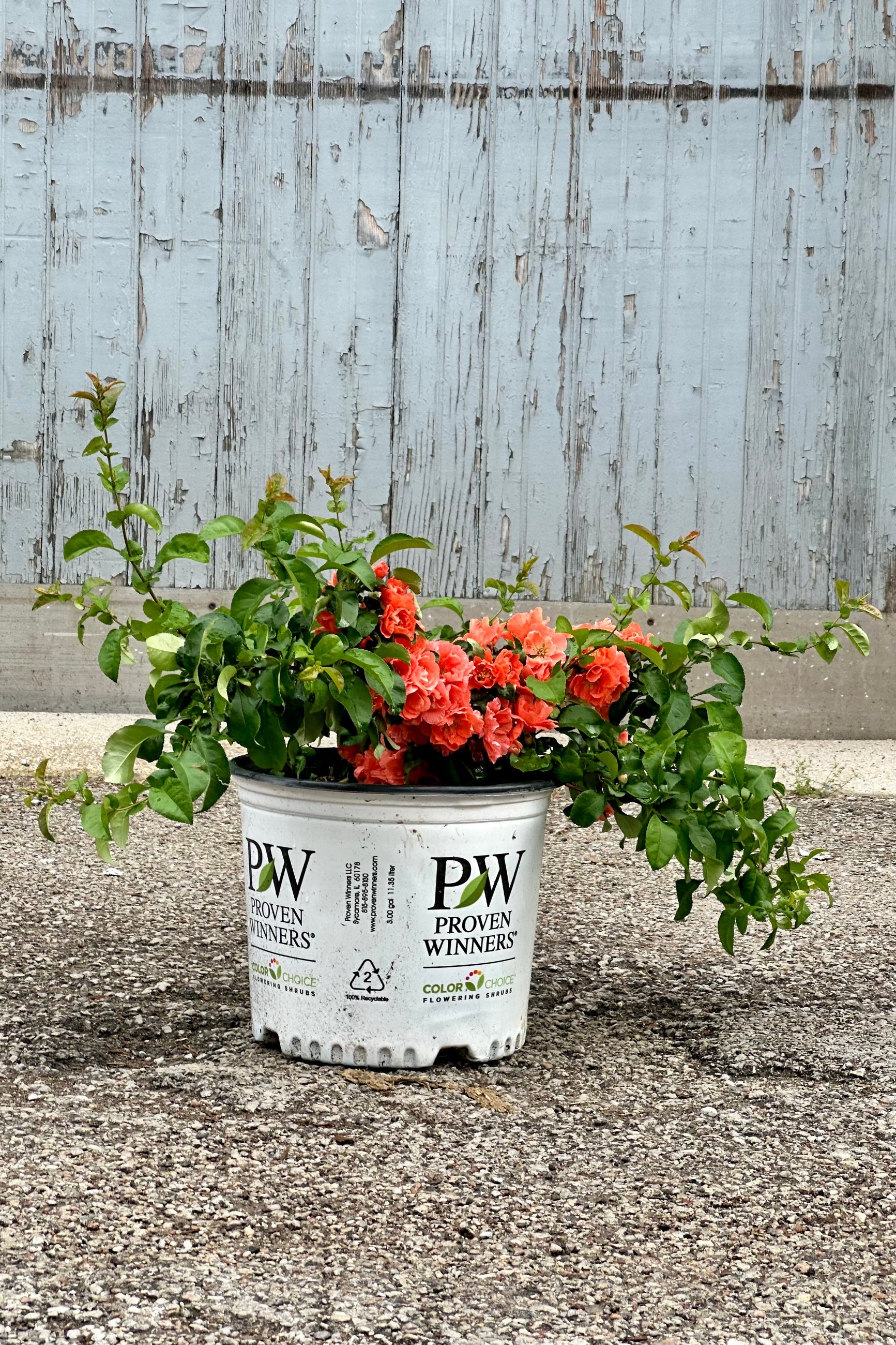 Peach Double Take Flowering Quince (Chaenomeles) - #3 Container Size | Vibrant Spring Blooms for Landscaping & Garden Borders