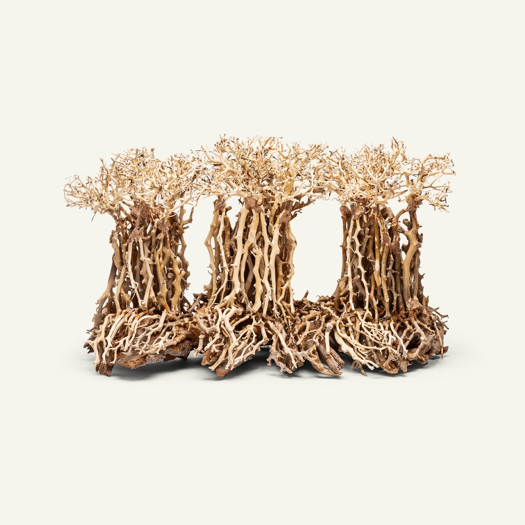 Premium Bonsai Tree Kit - Complete Starter Set for Indoor & Outdoor Gardening - Perfect for Home Decor, Office Plants, and Zen Meditation Spaces