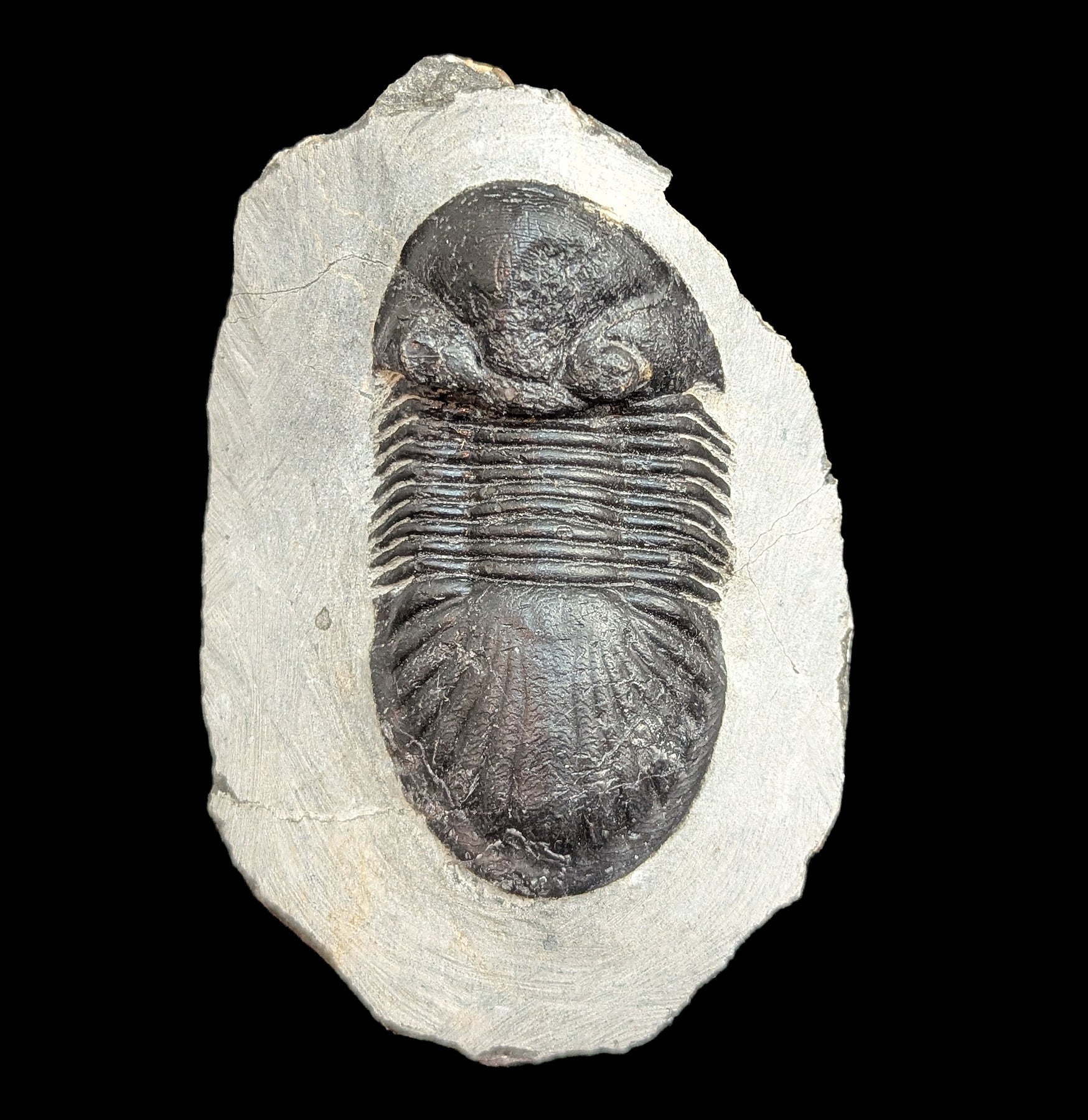 Authentic Fossil Trilobite Paralajurus in Matrix Specimen - Rare Collectible for Paleontology Enthusiasts - Perfect for Home Decor, Science Education & Fossil Collections