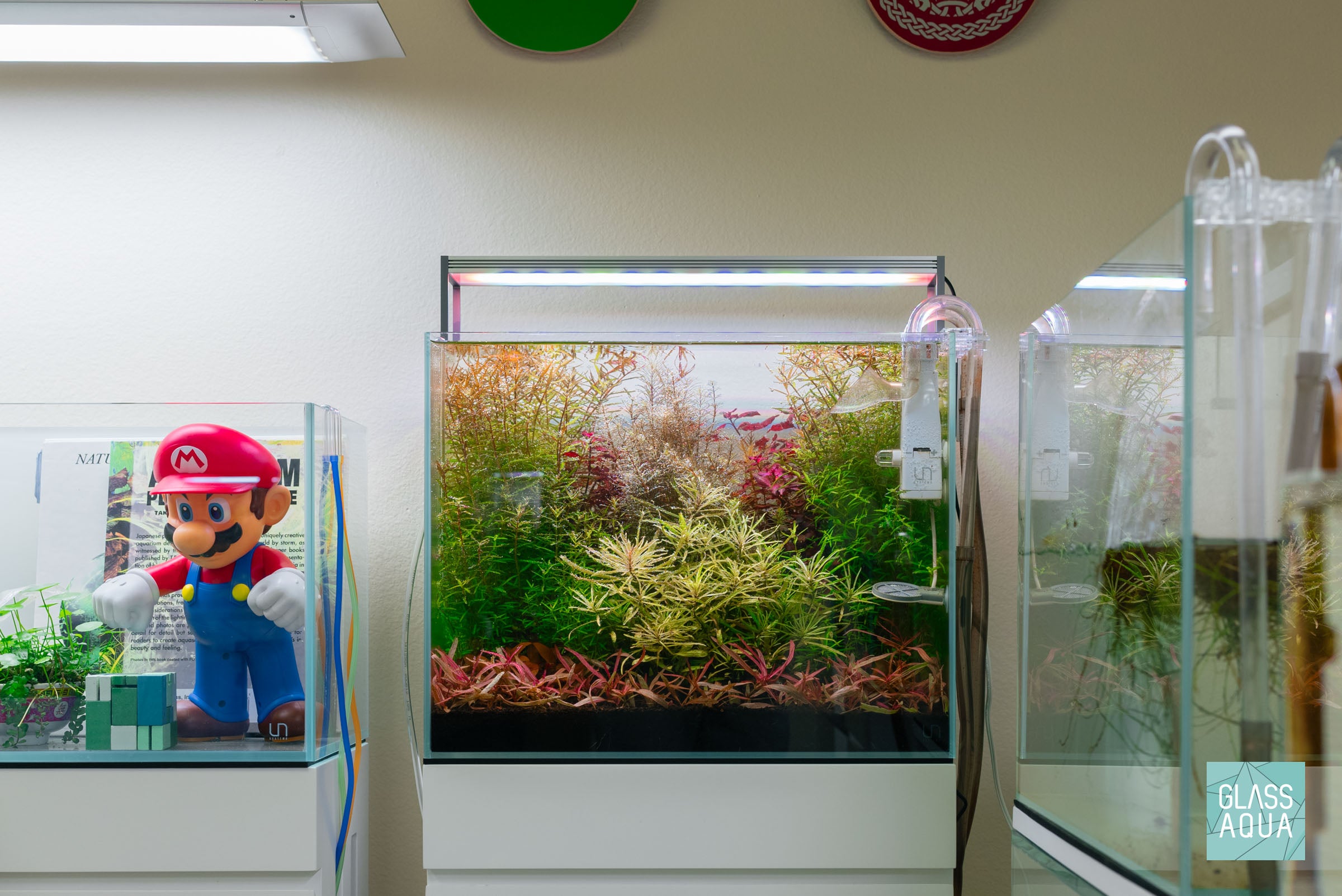 Alternanthera Reineckii Mini Live Aquarium Plant - Red Aquatic Plant for Fish Tanks, Nano Tanks & Aquascaping | Perfect for Foreground Planting in Freshwater Aquariums