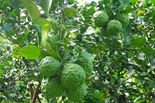 50 Thai Kaffir Lime Fruit Seeds - Premium Organic Citrus Hystrix for Cooking, Cocktails & Asian Cuisine | Grow Your Own Exotic Lime Tree at Home | Perfect for Thai Recipes, Essential Oils & Garden Decor