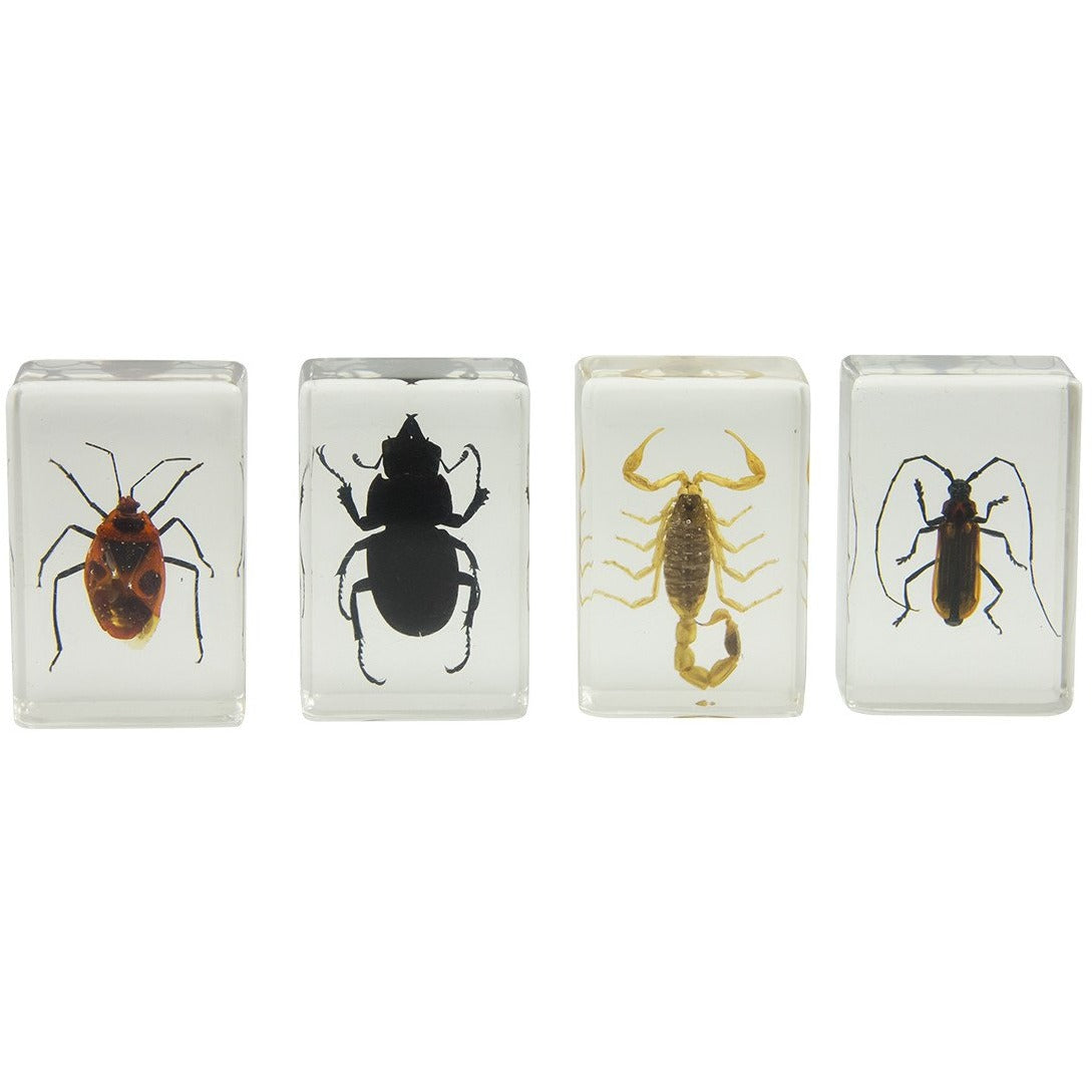 3D Bug Specimen Kit #1 - Realistic Insect Models for Science Education & Collectors | Perfect for Classroom, Home Schooling & Nature Exploration