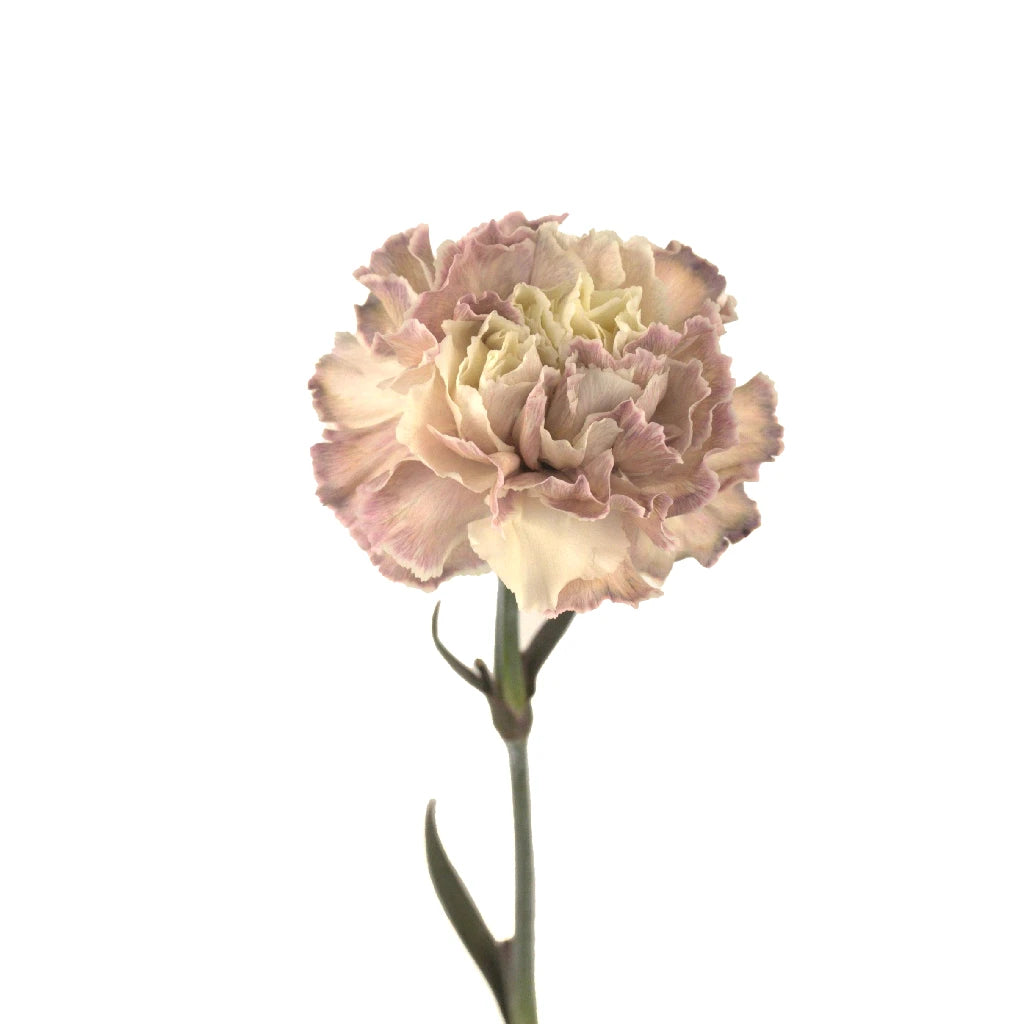 Beige Peach Carnation Flowers - Artificial Silk Floral Arrangement for Home Decor, Wedding Centerpieces & Party Decorations